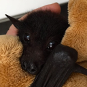 Cuddling Bats Logo